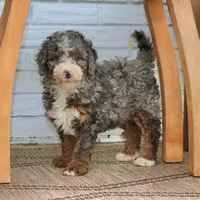 Luke, a male Bernedoodle for sale in Narvon, PA – 5 of 6