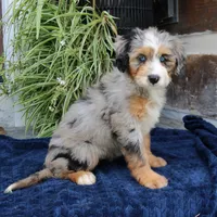 Pearl, a female Miniature Bernedoodle for sale in Narvon, PA – 10 of 10