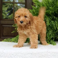 Ava, a female Miniature Goldendoodle for sale in Narvon, PA – 2 of 9