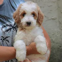 Dustin, a male Goldendoodle for sale in Narvon, PA – 5 of 7