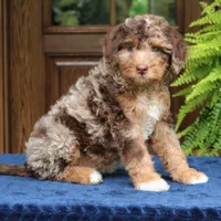 Rosie, a female Bernedoodle for sale in Narvon, PA – 5 of 10
