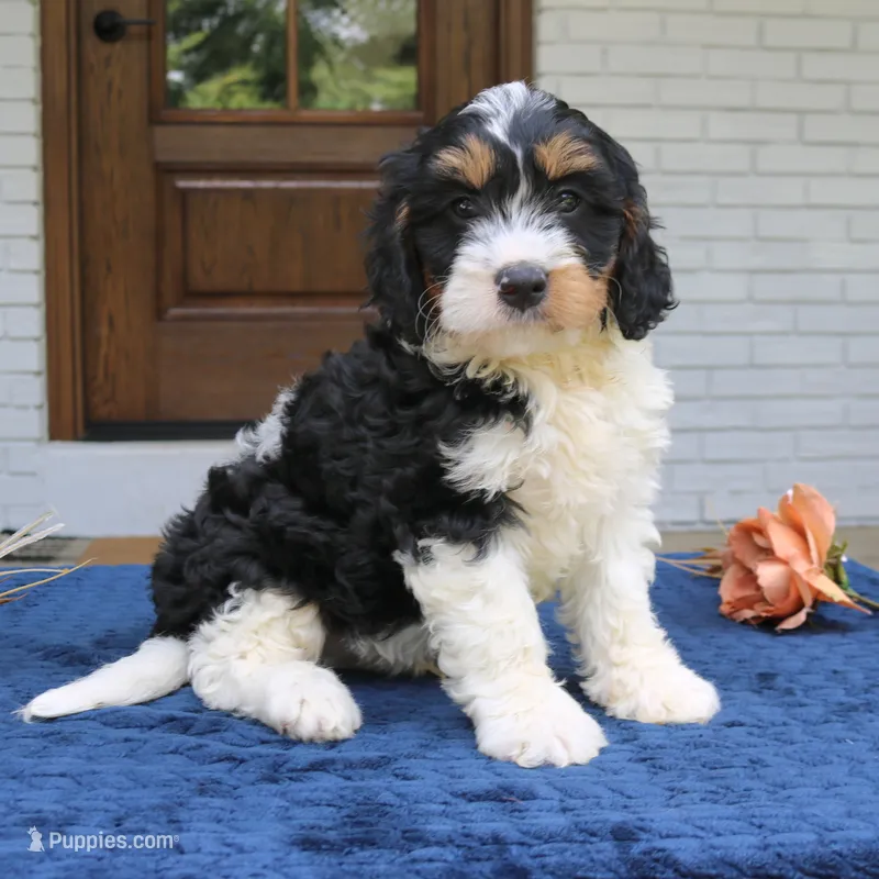 Dallas – Bernedoodle puppy for sale in Narvon, PA