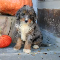 Bubbles, a female Miniature Bernedoodle for sale in Narvon, PA – 2 of 6