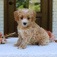 Jett, a male Cavapoo for sale in Narvon, PA – 2 of 5