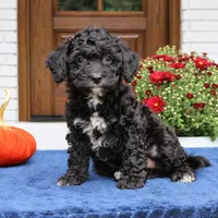 Scout, a male Cavapoo for sale in Narvon, PA – 4 of 6