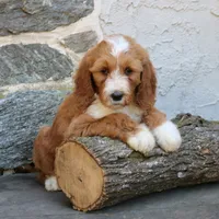 Shadow, a male Goldendoodle for sale in Narvon, PA – 7 of 10