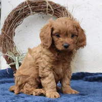 Teddy, a male Cavapoo for sale in Narvon, PA – Photo 3 of 3