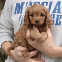 Teddy, a male Cavapoo for sale in Narvon, PA – Photo 1 of 3