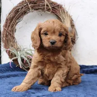 Teddy, a male Cavapoo for sale in Narvon, PA – Photo 2 of 3