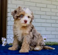 Wendy mini f1bb, a female Miniature Bernedoodle for sale in Narvon, PA – 4 of 5