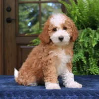 Jada, a female Cavapoo for sale in Narvon, PA – 3 of 7