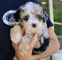 Willow mini f1bb, a female Miniature Bernedoodle for sale in Narvon, PA – 5 of 6