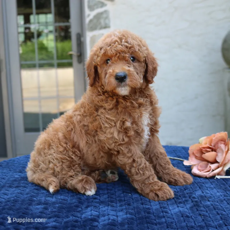 Denver – Goldendoodle puppy for sale in Narvon, PA