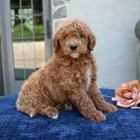 Denver, a male Goldendoodle for sale in Narvon, PA – 1 of 6