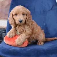 Luna, a female Miniature Goldendoodle for sale in Narvon, PA – 4 of 6