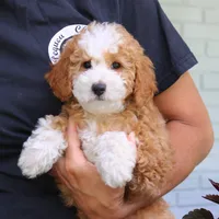 Jada, a female Cavapoo for sale in Narvon, PA – 7 of 7