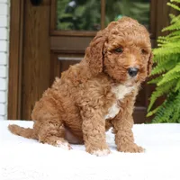 Walter, a male Miniature Goldendoodle for sale in Narvon, PA – 2 of 10