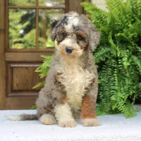 Bentley, a male Bernedoodle for sale in Narvon, PA – 8 of 10