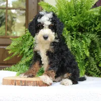 Buster, a male Bernedoodle for sale in Narvon, PA – 2 of 5