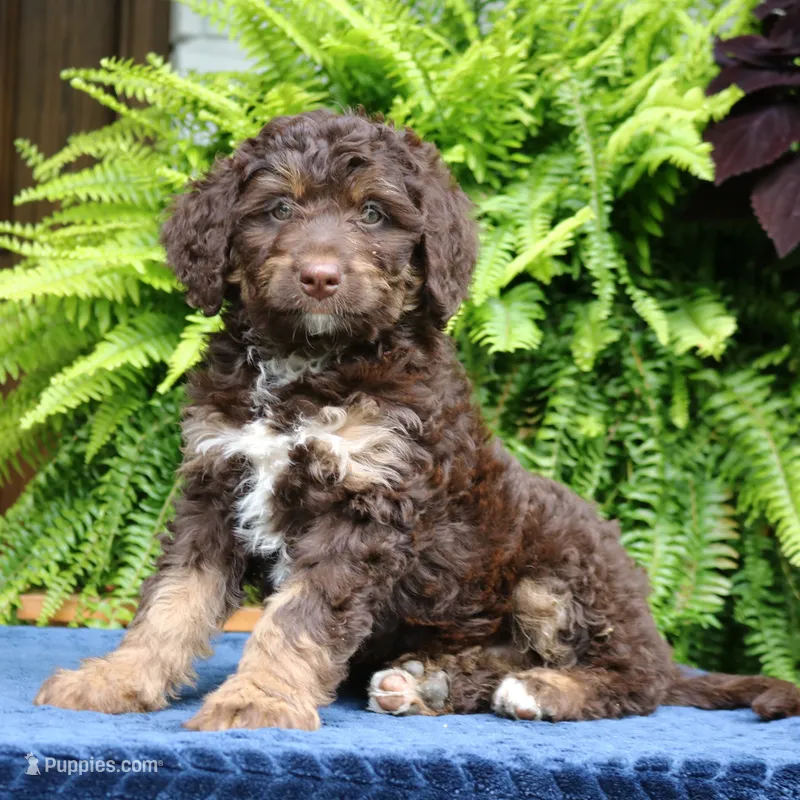 Rambo – Bernedoodle puppy for sale in Narvon, PA