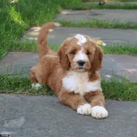 Shadow, a male Goldendoodle for sale in Narvon, PA – 10 of 10