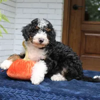 Princess, a female Miniature Bernedoodle for sale in Narvon, PA – 7 of 7