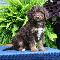 Rambo, a male Bernedoodle for sale in Narvon, PA – 8 of 8