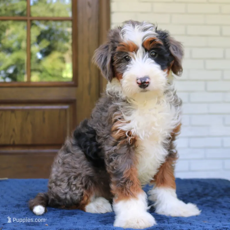 Bruno – Bernedoodle puppy for sale in Narvon, PA