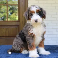 Bruno, a male Bernedoodle for sale in Narvon, PA – 1 of 6