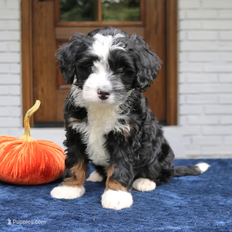 Murphy – Miniature Bernedoodle puppy for sale in Narvon, PA