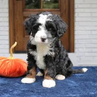 Murphy, a male Miniature Bernedoodle for sale in Narvon, PA – 1 of 6