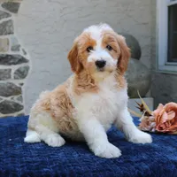 Dolly, a female Goldendoodle for sale in Narvon, PA – 2 of 9