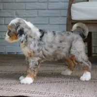 Gemma, a female Bernedoodle for sale in Narvon, PA – 2 of 8