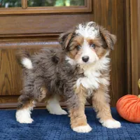Scout, a male Miniature Bernedoodle for sale in Narvon, PA – 7 of 8