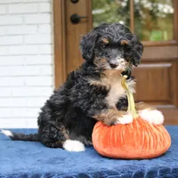 Phoebe, a female Miniature Bernedoodle for sale in Narvon, PA – 6 of 6