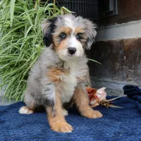 Pearl, a female Miniature Bernedoodle for sale in Narvon, PA – 3 of 10