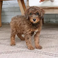 Max, a male Bernedoodle for sale in Narvon, PA – 8 of 8