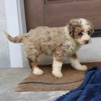 Penny, a female Miniature Bernedoodle for sale in Narvon, PA – 2 of 9
