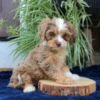 Kirby, a male Cavapoo for sale in Narvon, PA – 4 of 10