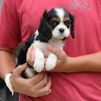 Java, a female Cavalier King Charles Spaniel for sale in Narvon, PA – 5 of 9