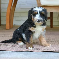 Earl II, a male Bernedoodle for sale in Narvon, PA – 6 of 7