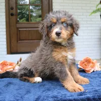 Kenzie, a female Bernedoodle for sale in Narvon, PA – 3 of 6