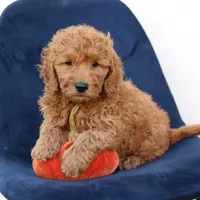 Levi, a male Miniature Goldendoodle for sale in Narvon, PA – 5 of 6