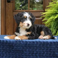 Ringo, a male Bernedoodle for sale in Narvon, PA – 10 of 10