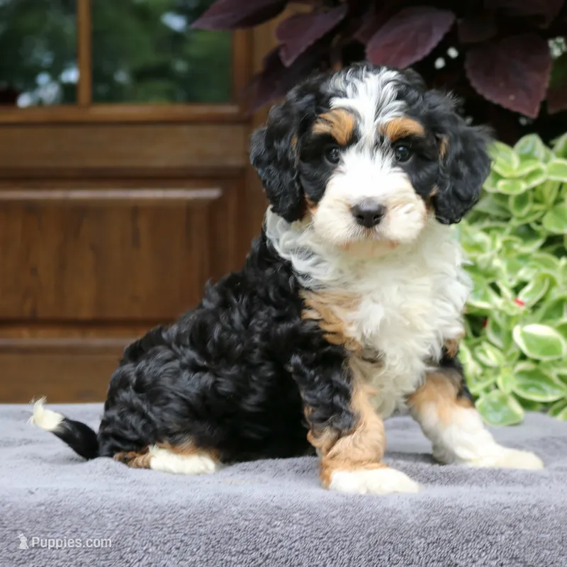 Cash – Cavapoo puppy for sale in Narvon, PA