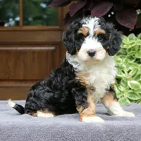 Cash, a male Cavapoo for sale in Narvon, PA – 1 of 6