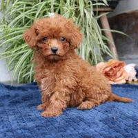 Kody, a male Cavapoo for sale in Narvon, PA – 2 of 8