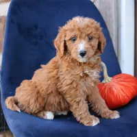 Sasha, a female Miniature Goldendoodle for sale in Narvon, PA – 2 of 6