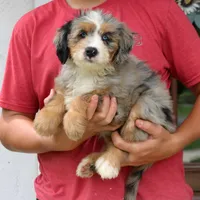 Pearl, a female Miniature Bernedoodle for sale in Narvon, PA – 6 of 10