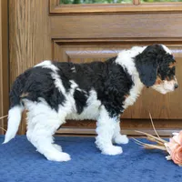 Phoenix, a male Bernedoodle for sale in Narvon, PA – 6 of 7